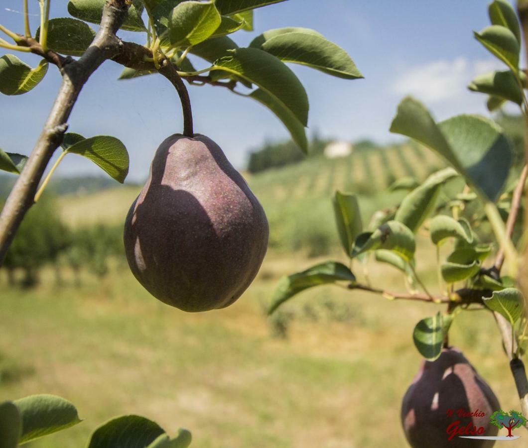Il Vecchio Gelso - Agriturismo Rimini Montefiore Conca Villa Esterno foto